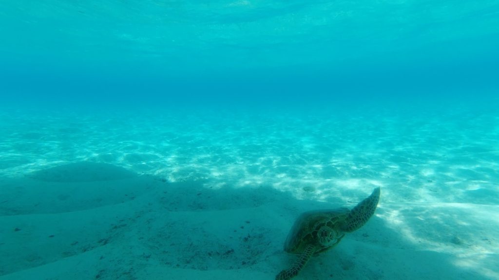 Schildkröte Unterwasser